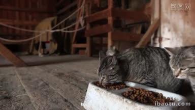 农场的猫<strong>聚集</strong>在谷仓里吃猫粮